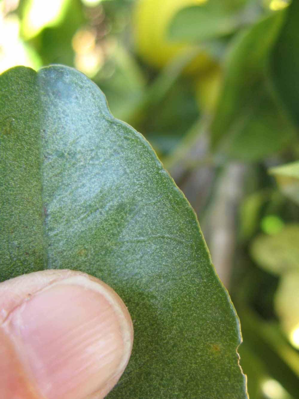              Margin (Winter Haven, FL)       